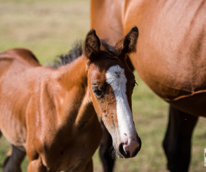 San_Giacomo_Horses_settembre_bassa_2019-68