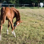 San_Giacomo_Horses_settembre_bassa_2019-14piccola