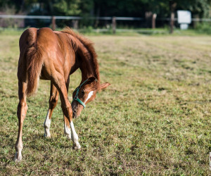 San_Giacomo_Horses_settembre_bassa_2019-14piccola