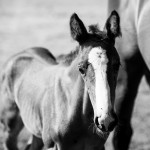 San_Giacomo_Horses_settembre_bassa_2019-69